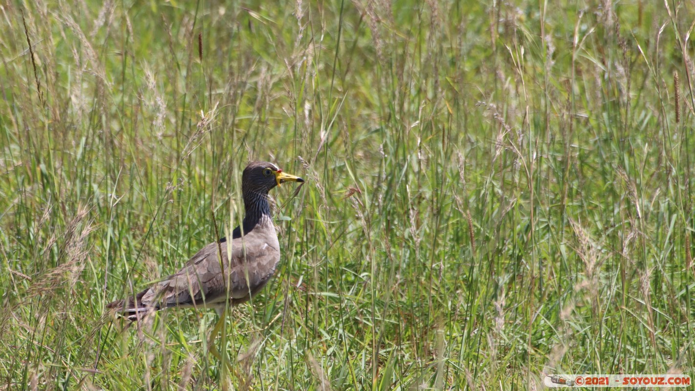 Masai Mara - Wattled African Lapwing
Mots-clés: geo:lat=-1.55217322 geo:lon=35.14258085 geotagged Keekorok KEN Kenya Narok animals Masai Mara Wattled African Lapwing oiseau