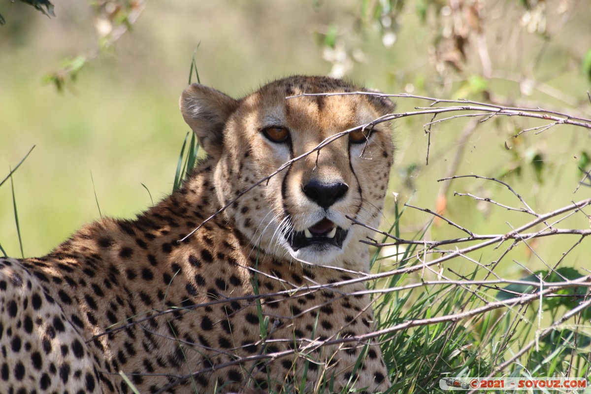 Masai Mara - Cheetah
Mots-clés: geo:lat=-1.52950460 geo:lon=35.13657197 Keekorok geotagged KEN Kenya Narok animals Masai Mara Cheetah guepard
