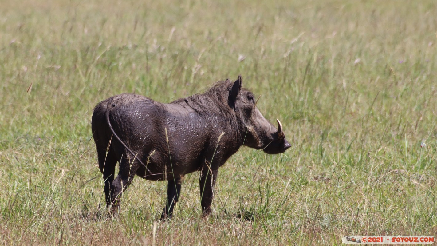 Masai Mara - Warthog
Mots-clés: geo:lat=-1.50817641 geo:lon=35.13289954 geotagged KEN Kenya Narok Ol Kiombo animals Masai Mara Phacochere