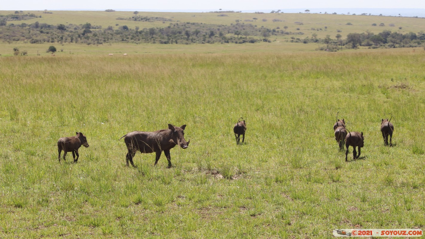 Masai Mara - Warthog
Mots-clés: geo:lat=-1.47645785 geo:lon=35.06465564 geotagged KEN Kenya Narok Ol Kiombo animals Masai Mara Phacochere