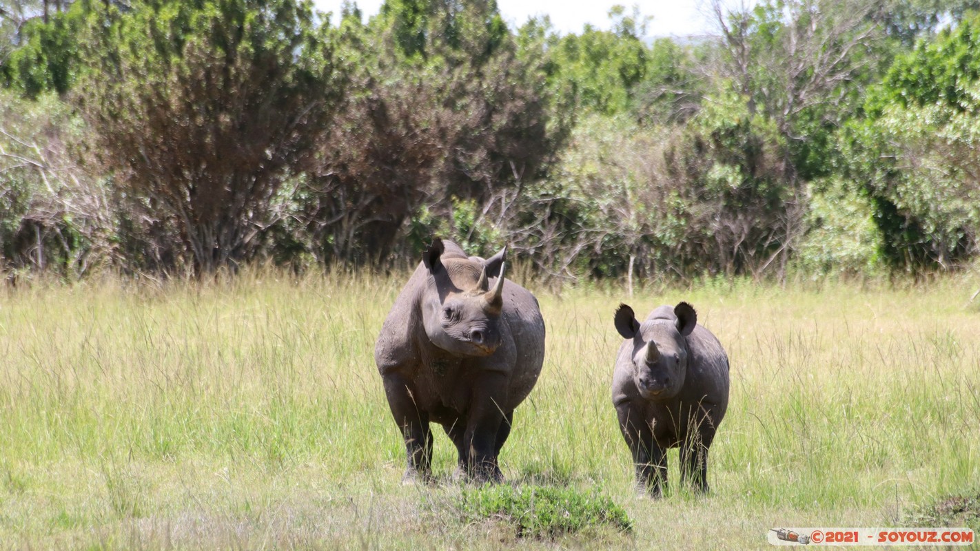 Masai Mara - Rhinoceros
Mots-clés: geo:lat=-1.47624796 geo:lon=35.04739127 geotagged KEN Kenya Narok Ol Kiombo animals Masai Mara Rhinoceros