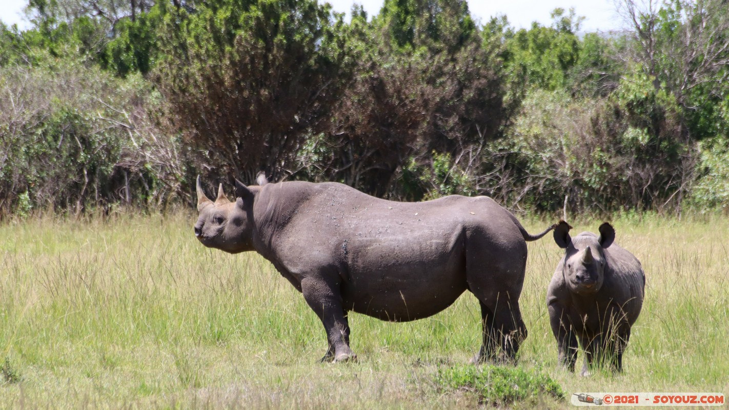 Masai Mara - Rhinoceros
Mots-clés: geo:lat=-1.47624796 geo:lon=35.04739127 geotagged KEN Kenya Narok Ol Kiombo animals Masai Mara Rhinoceros