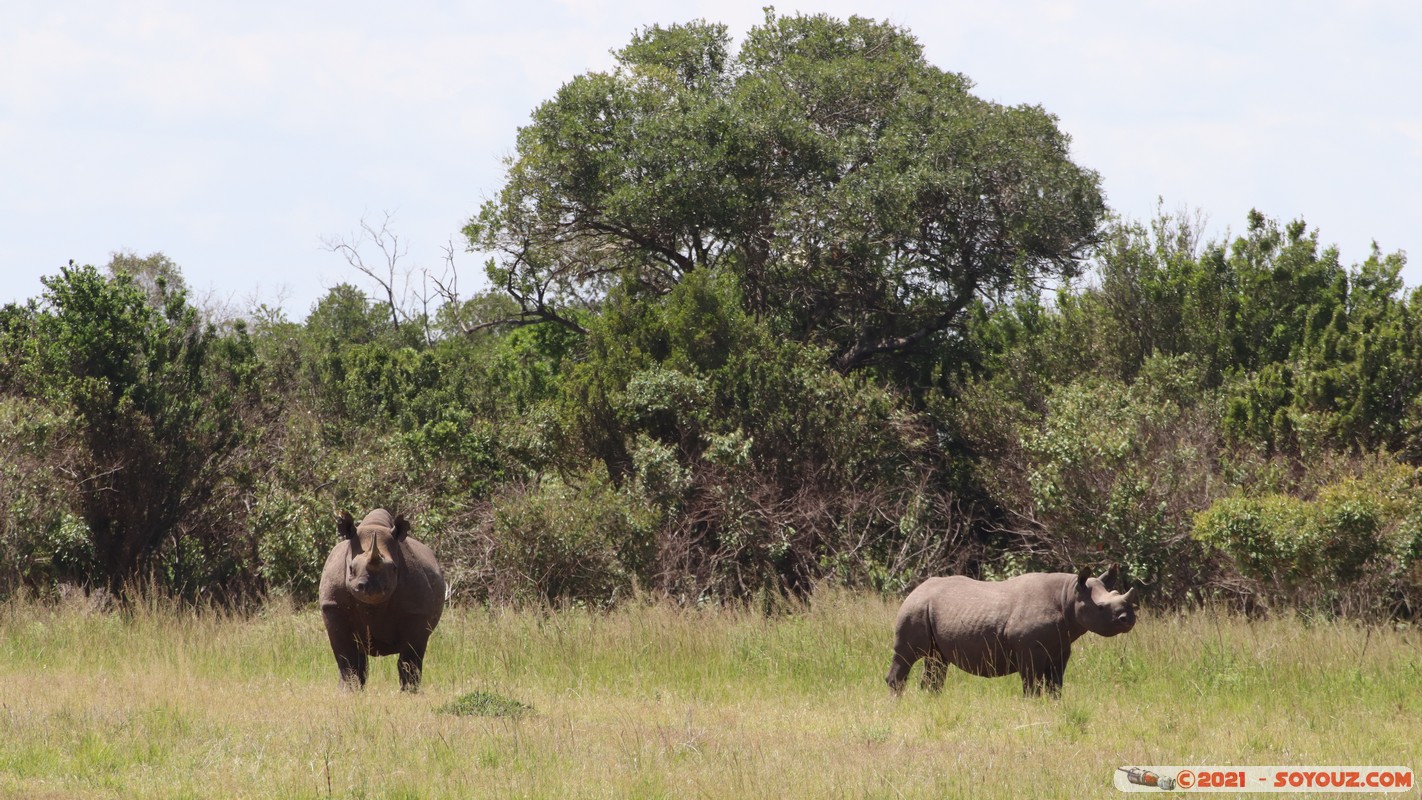 Masai Mara - Rhinoceros
Mots-clés: geo:lat=-1.47624796 geo:lon=35.04739127 geotagged KEN Kenya Narok Ol Kiombo animals Masai Mara Rhinoceros
