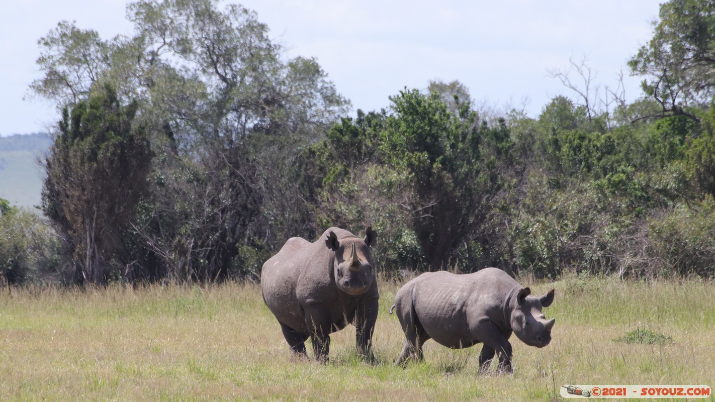 Masai Mara - Rhinoceros
Mots-clés: geo:lat=-1.47624796 geo:lon=35.04739127 geotagged KEN Kenya Narok Ol Kiombo animals Masai Mara Rhinoceros