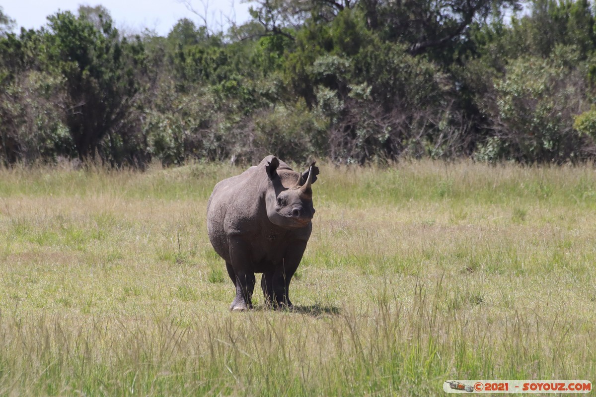Masai Mara - Rhinoceros
Mots-clés: geo:lat=-1.47624796 geo:lon=35.04739127 geotagged KEN Kenya Narok Ol Kiombo animals Masai Mara Rhinoceros