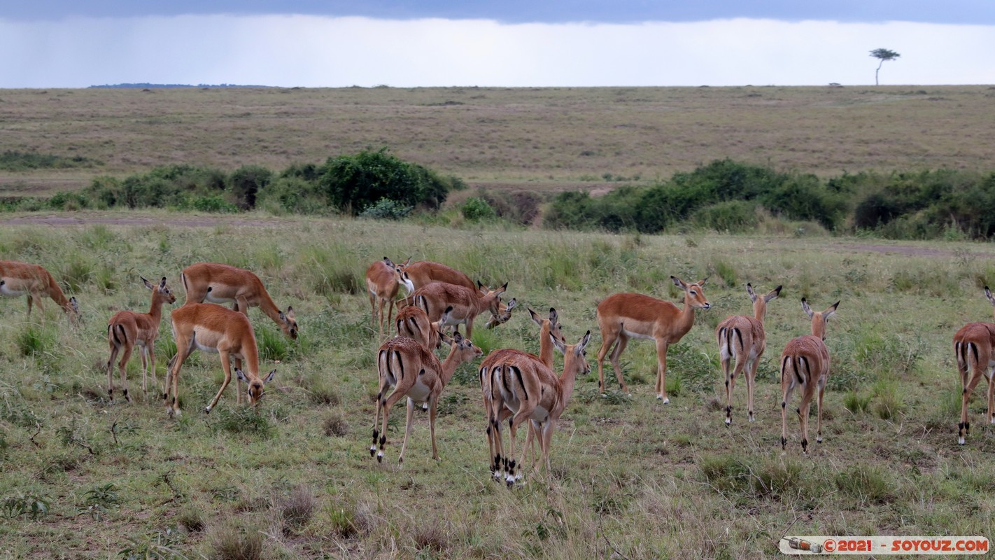 Masai Mara - Impala
Mots-clés: geo:lat=-1.50162346 geo:lon=35.02694049 geotagged KEN Kenya Narok Ol Kiombo animals Masai Mara Impala