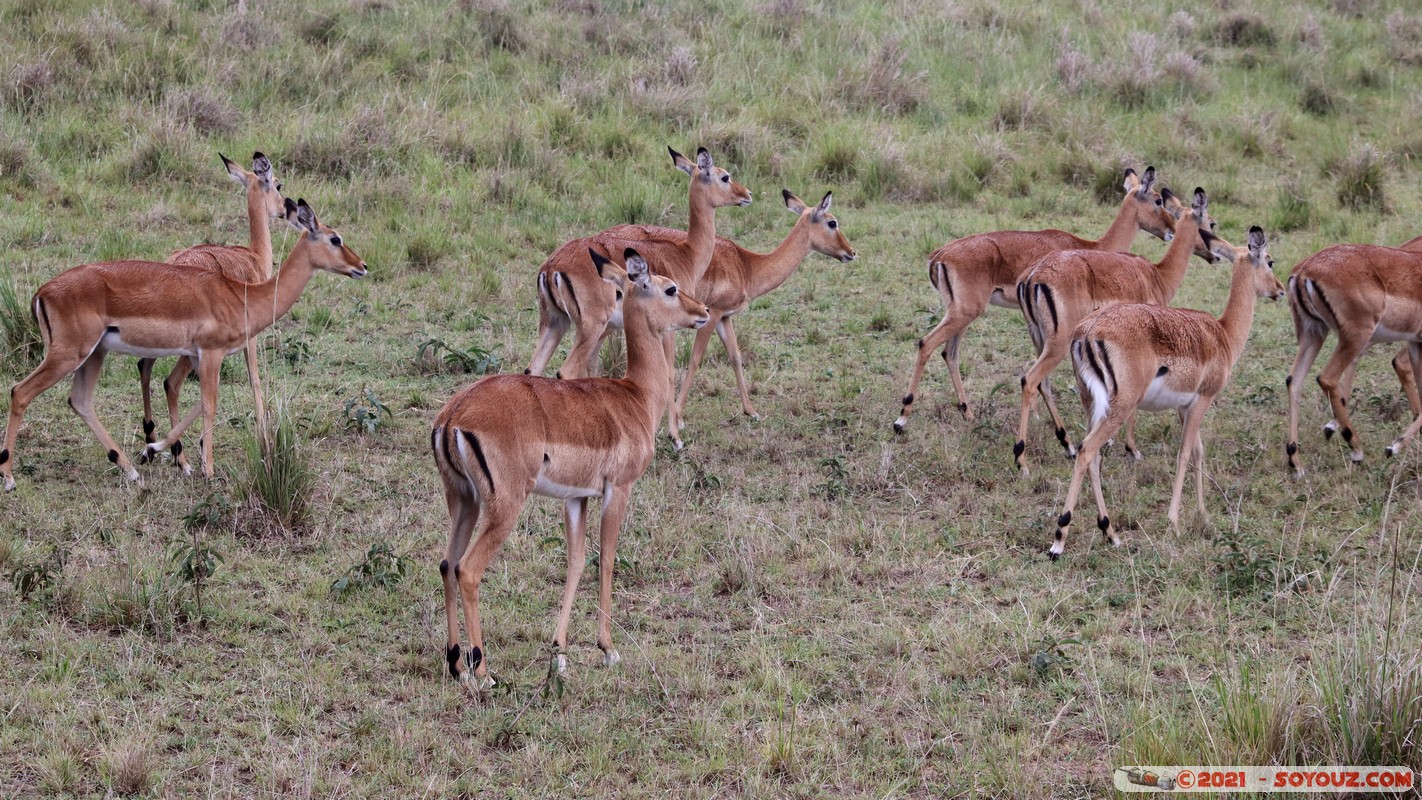 Masai Mara - Impala
Mots-clés: geo:lat=-1.50166215 geo:lon=35.02685455 geotagged KEN Kenya Narok Ol Kiombo animals Masai Mara Impala