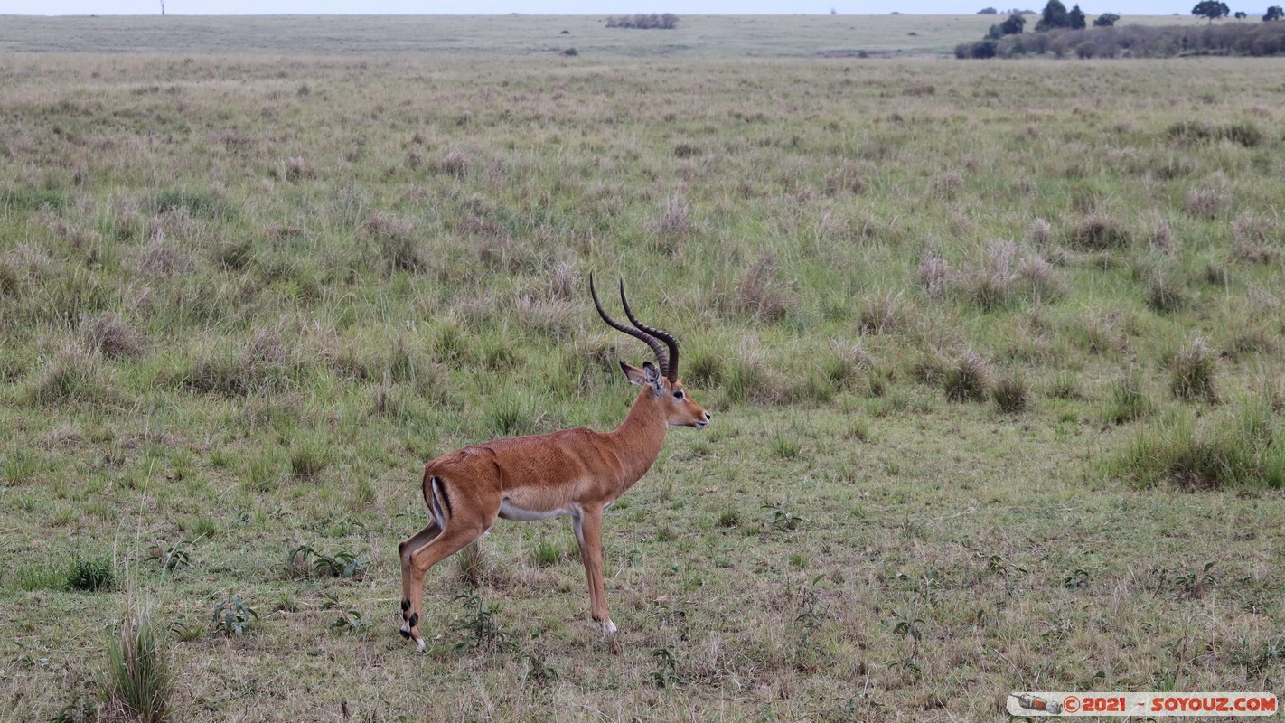 Masai Mara - Impala
Mots-clés: geo:lat=-1.50164263 geo:lon=35.02680210 geotagged KEN Kenya Narok Ol Kiombo animals Masai Mara Impala
