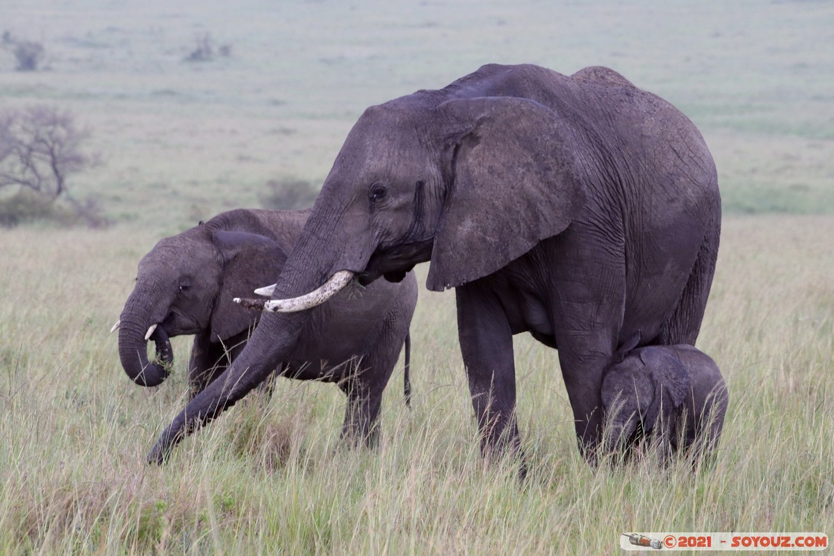 Masai Mara - Elephant
Mots-clés: geo:lat=-1.52025071 geo:lon=35.04208540 geotagged KEN Kenya Narok Ol Kiombo animals Masai Mara Elephant