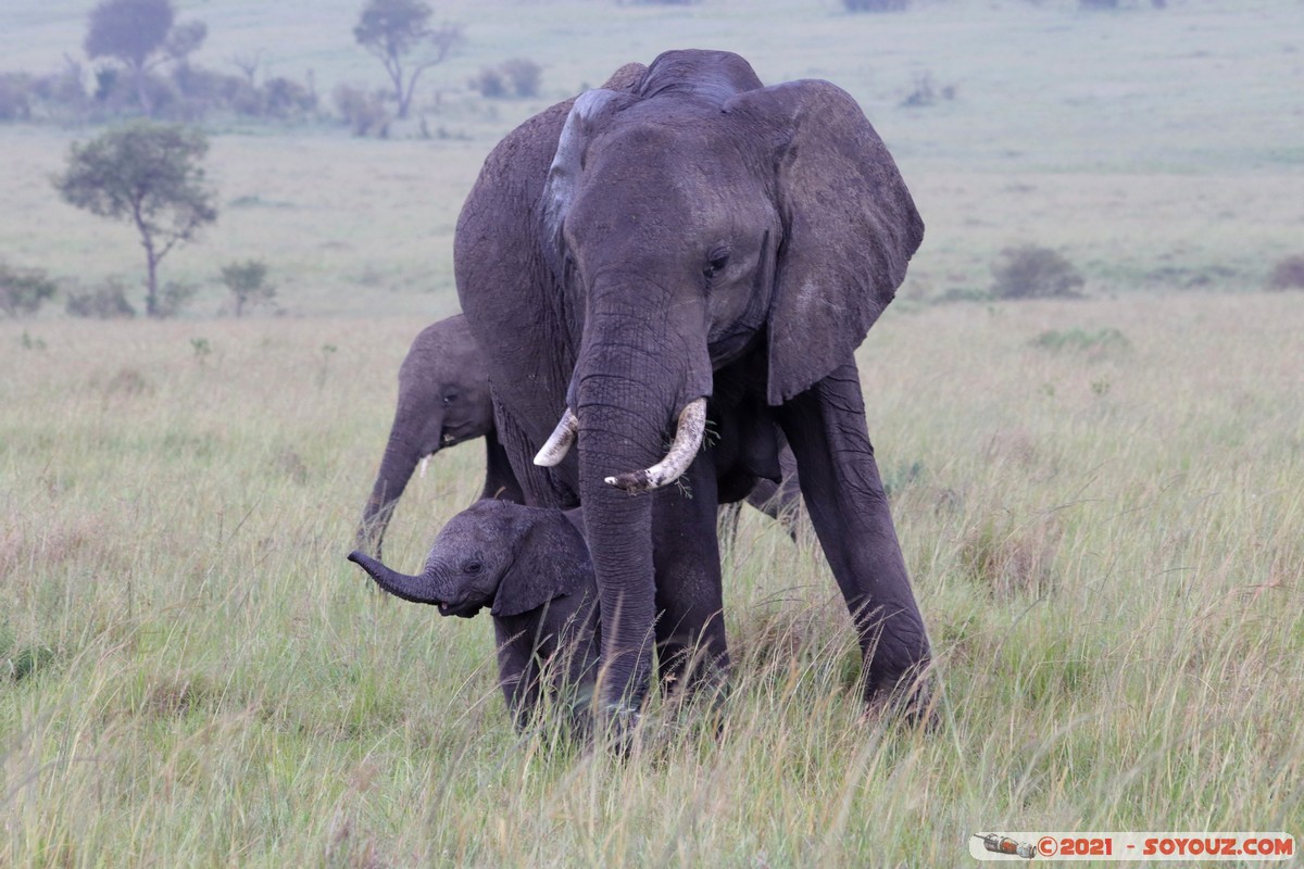 Masai Mara - Elephant
Mots-clés: geo:lat=-1.52025071 geo:lon=35.04208540 geotagged KEN Kenya Narok Ol Kiombo animals Masai Mara Elephant
