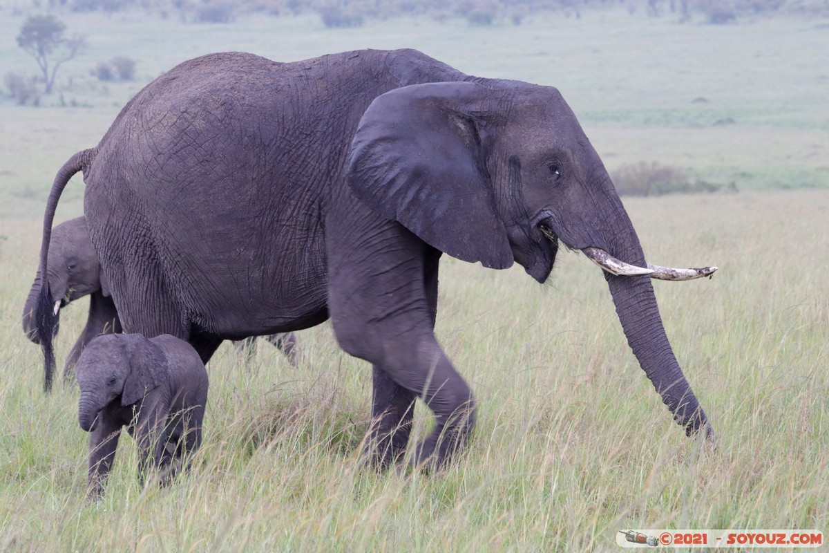 Masai Mara - Elephant
Mots-clés: geo:lat=-1.52025071 geo:lon=35.04208540 geotagged KEN Kenya Narok Ol Kiombo animals Masai Mara Elephant