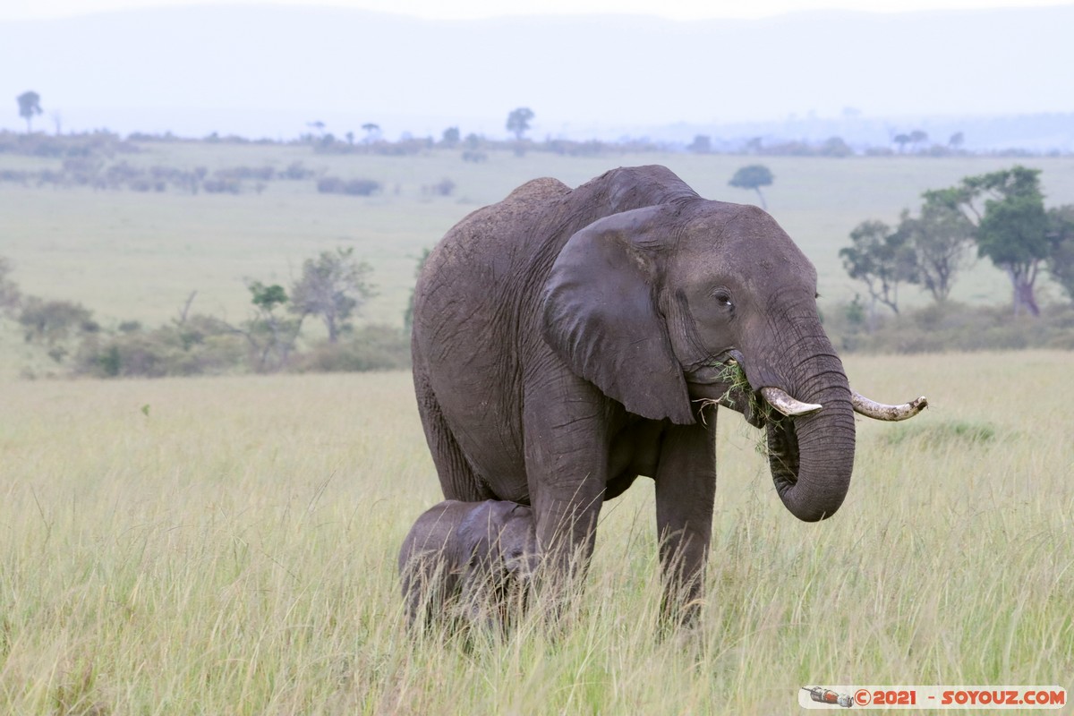 Masai Mara - Elephant
Mots-clés: geo:lat=-1.52025071 geo:lon=35.04208540 geotagged KEN Kenya Narok Ol Kiombo animals Masai Mara Elephant