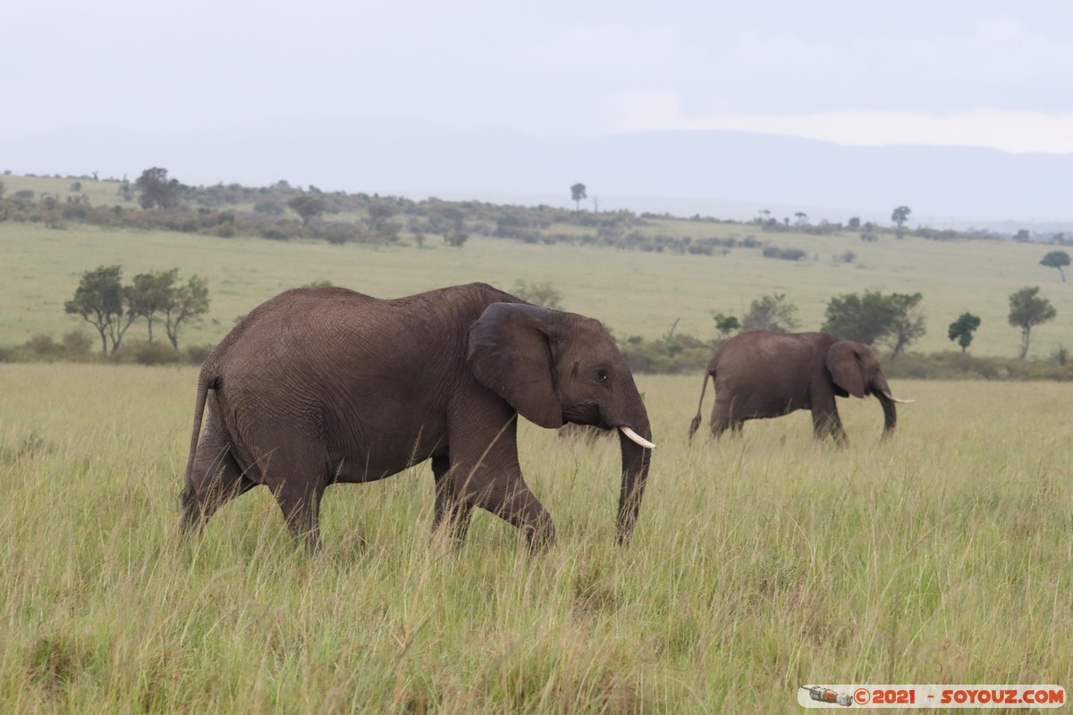Masai Mara - Elephant
Mots-clés: geo:lat=-1.52025071 geo:lon=35.04208540 geotagged KEN Kenya Narok Ol Kiombo animals Masai Mara Elephant