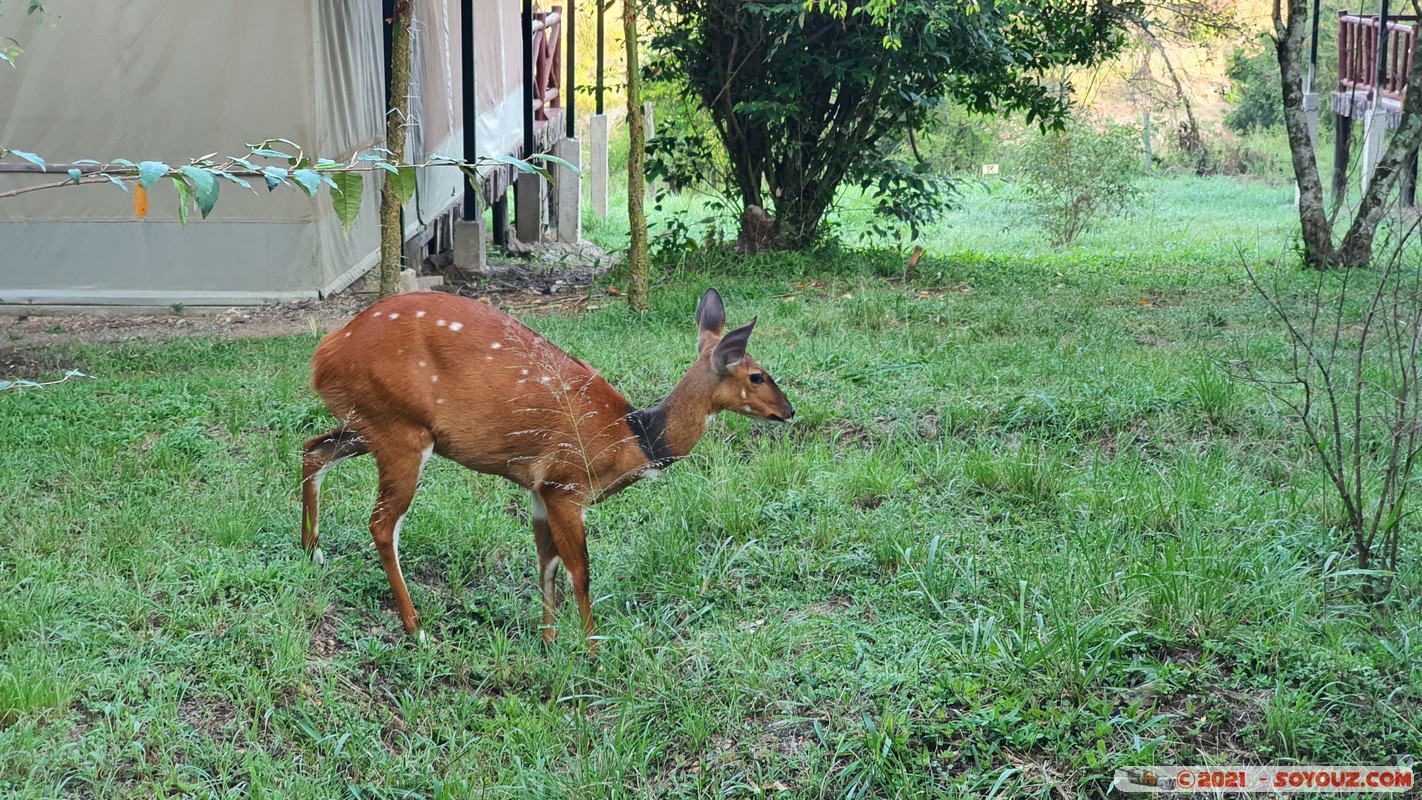 Masai Mara - Ashnil Mara Camp - Antelope
Mots-clés: Ashnil Mara Camp animals Antilope