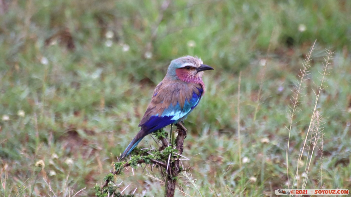 Masai Mara - Lilac-breasted Roller
Mots-clés: geo:lat=-1.47480761 geo:lon=35.06193420 geotagged KEN Kenya Narok Ol Kiombo animals Masai Mara oiseau Lilac-breasted Roller