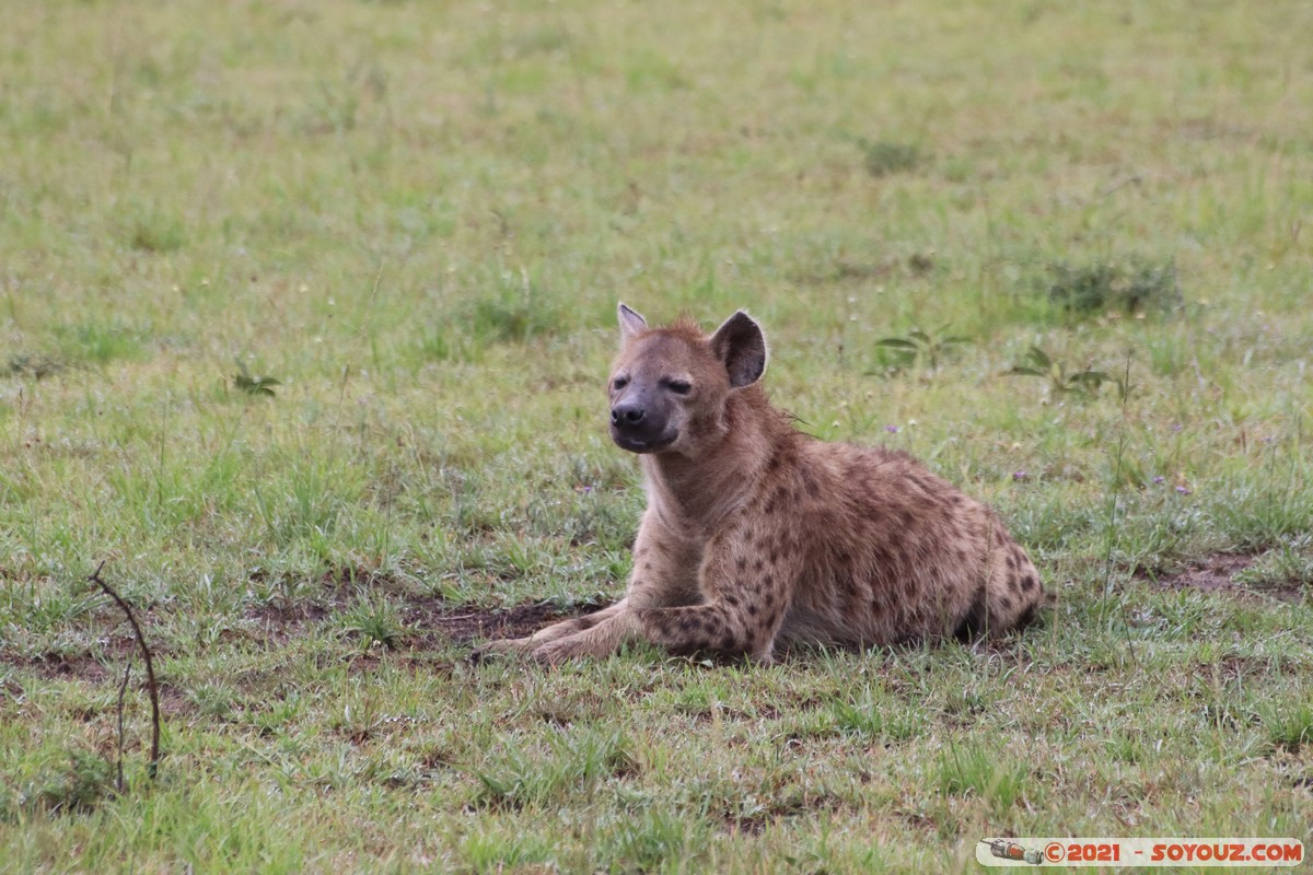 Masai Mara - Spotted hyena
Mots-clés: geo:lat=-1.50962070 geo:lon=35.09165083 geotagged KEN Kenya Narok Ol Kiombo animals Masai Mara Hyene tachetee