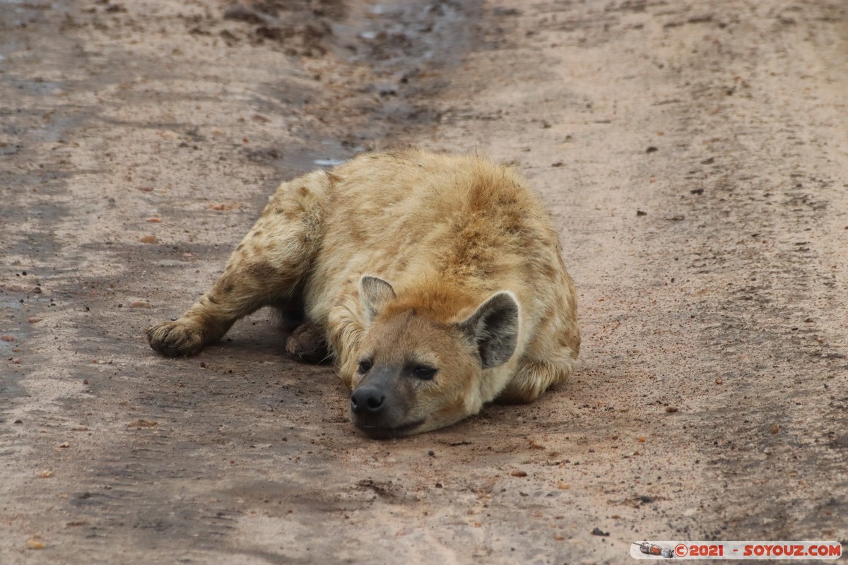 Masai Mara - Spotted hyena
Mots-clés: geo:lat=-1.52457905 geo:lon=35.11501847 geotagged KEN Kenya Narok Ol Kiombo animals Masai Mara Hyene tachetee