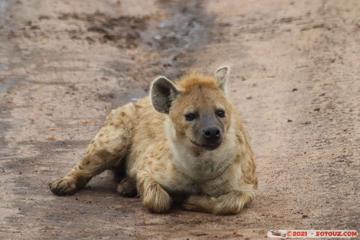 Masai Mara - Spotted hyena
Mots-clés: geo:lat=-1.52458884 geo:lon=35.11503551 geotagged KEN Kenya Narok Ol Kiombo animals Masai Mara Hyene tachetee