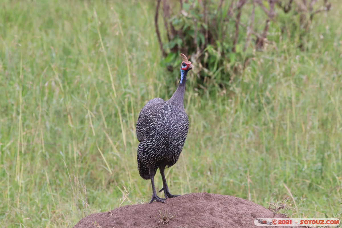 Masai Mara - Helmeted Guineafowl
Mots-clés: geo:lat=-1.55003476 geo:lon=35.13933984 geotagged Keekorok KEN Kenya Narok animals Masai Mara oiseau Pintade