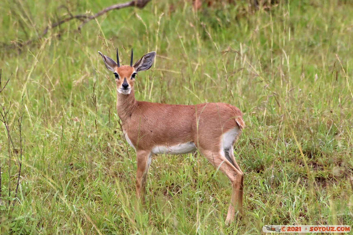 Masai Mara - Steenbok
Mots-clés: geo:lat=-1.55005851 geo:lon=35.13935065 geotagged Keekorok KEN Kenya Narok animals Masai Mara Steenbok