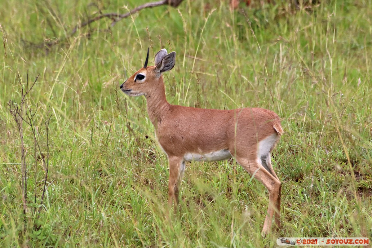 Masai Mara - Steenbok
Mots-clés: geo:lat=-1.55006510 geo:lon=35.13935366 geotagged Keekorok KEN Kenya Narok animals Masai Mara Steenbok