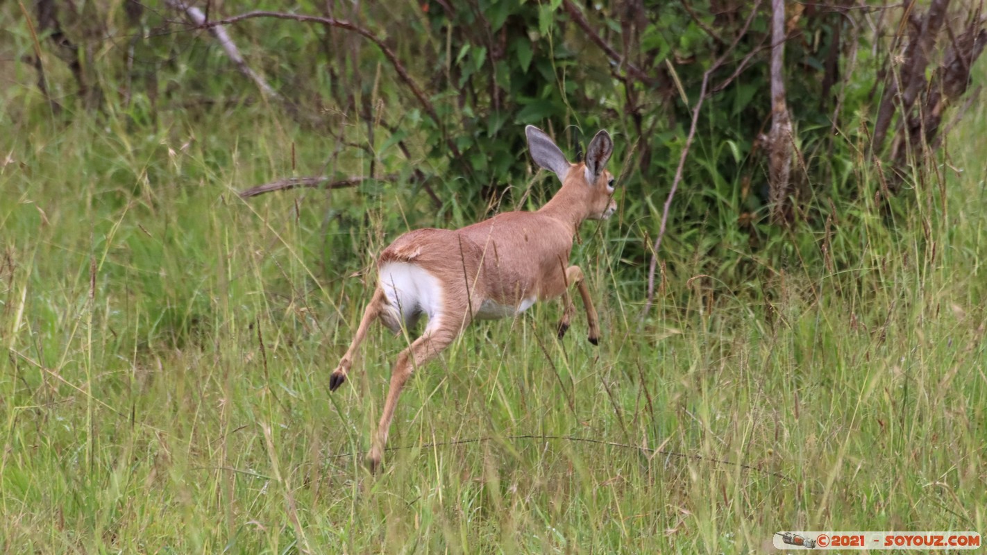 Masai Mara - Steenbok
Mots-clés: geo:lat=-1.55007038 geo:lon=35.13935606 geotagged Keekorok KEN Kenya Narok animals Masai Mara Steenbok