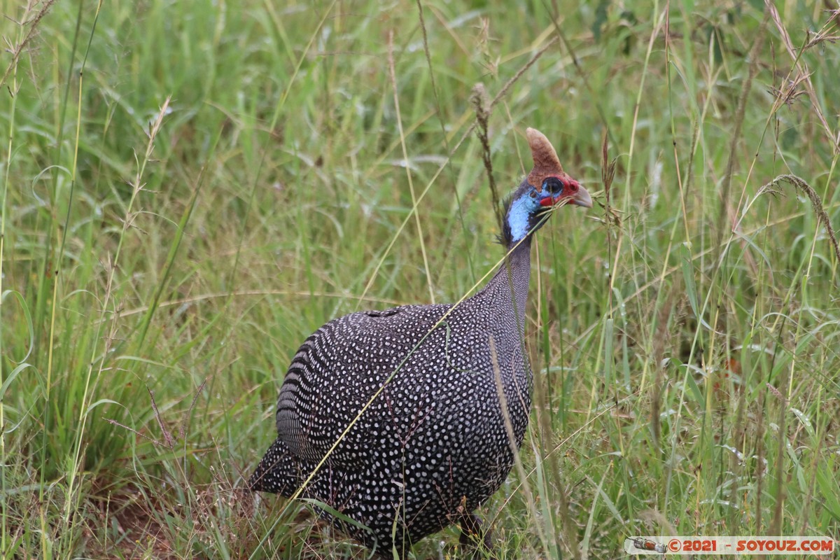 Masai Mara - Helmeted Guineafowl
Mots-clés: geo:lat=-1.55687983 geo:lon=35.14376742 geotagged Keekorok KEN Kenya Narok animals Masai Mara oiseau Pintade