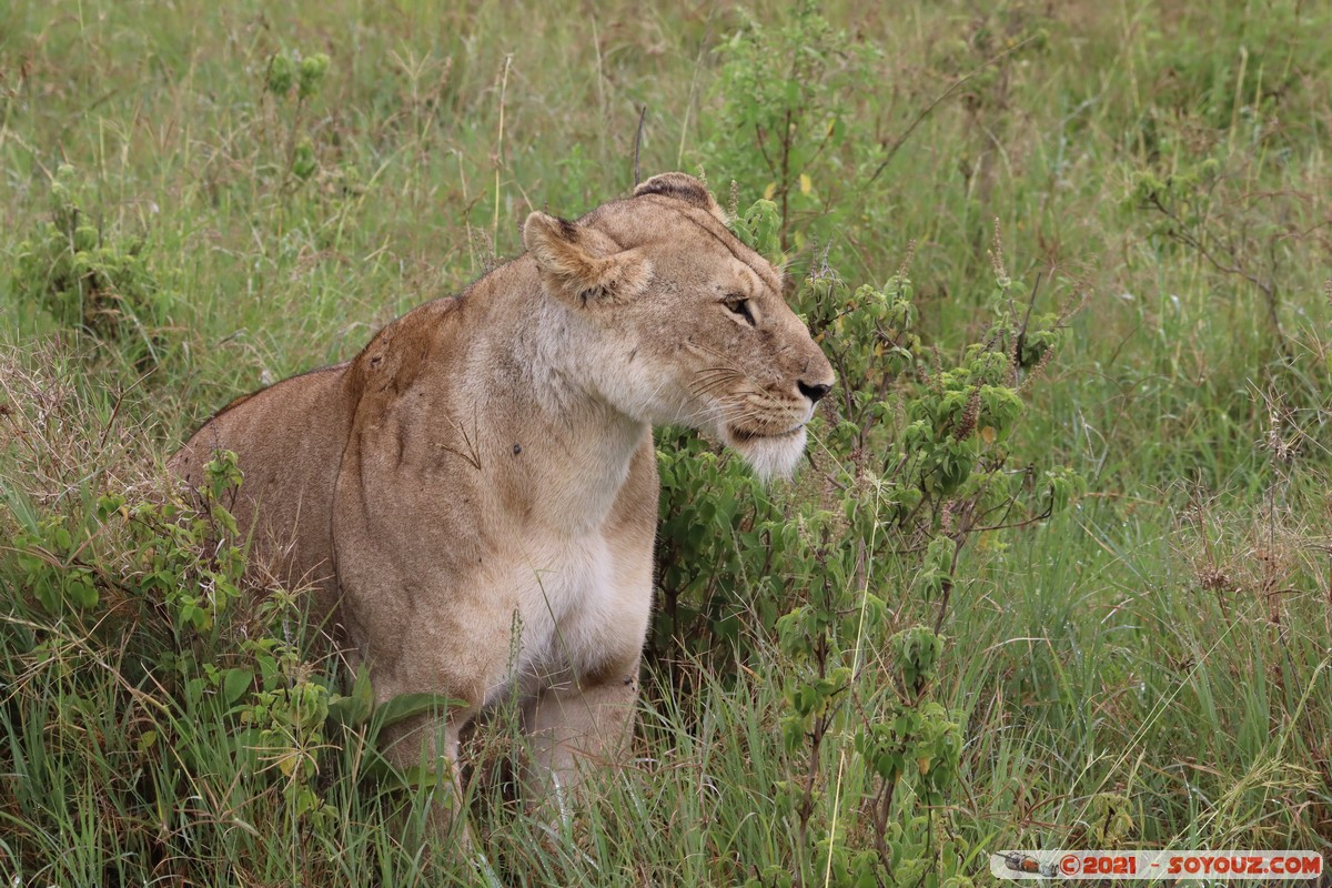 Masai Mara - Lion (Simba)
Mots-clés: geo:lat=-1.51139079 geo:lon=35.11470446 Ol Kiombo geotagged KEN Kenya Narok animals Masai Mara Lion