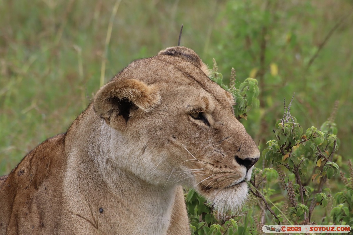 Masai Mara - Lion (Simba)
Mots-clés: geo:lat=-1.51139079 geo:lon=35.11470446 Ol Kiombo geotagged KEN Kenya Narok animals Masai Mara Lion