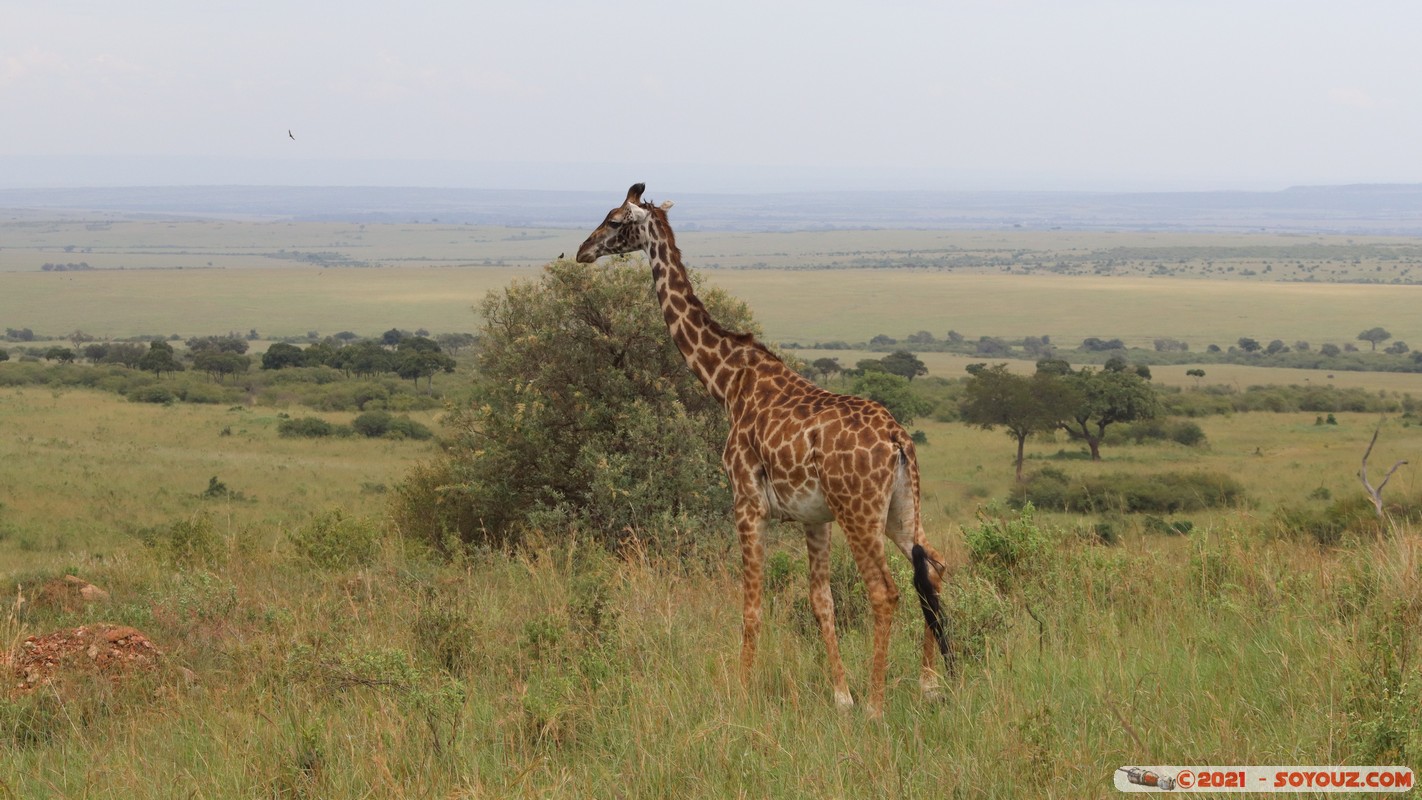 Masai Mara - Masai Giraffe
Mots-clés: geo:lat=-1.55324255 geo:lon=35.27642634 geotagged Keekorok KEN Kenya Narok animals Masai Mara Giraffe