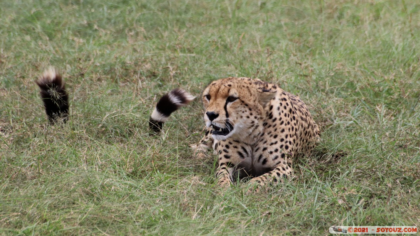 Masai Mara - Cheetah
Mots-clés: geo:lat=-1.49337190 geo:lon=35.22513972 Talel geotagged KEN Kenya Narok animals Masai Mara Cheetah guepard
