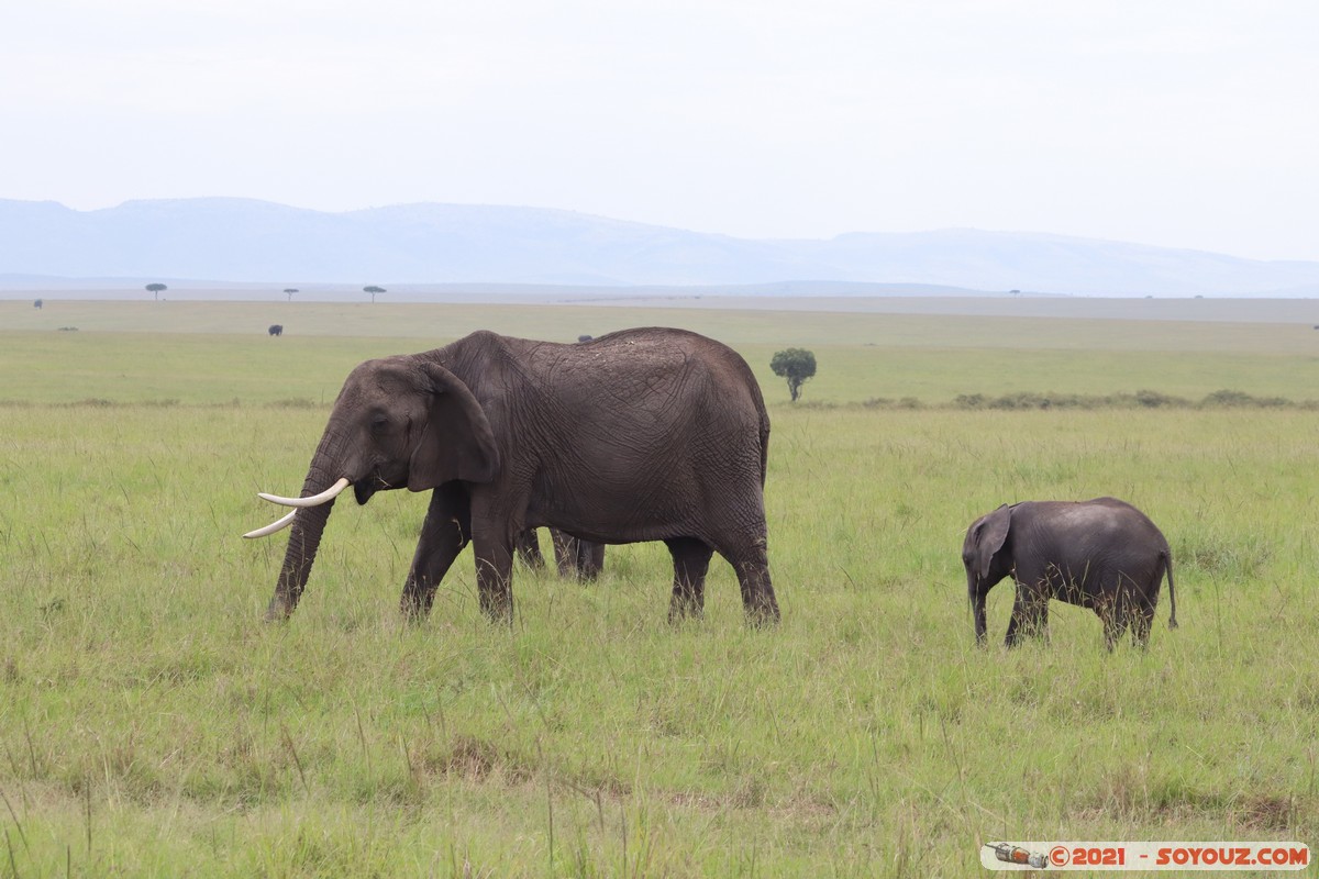 Masai Mara - Elephant
Mots-clés: geo:lat=-1.49324320 geo:lon=35.22391126 Talel geotagged KEN Kenya Narok animals Masai Mara Elephant