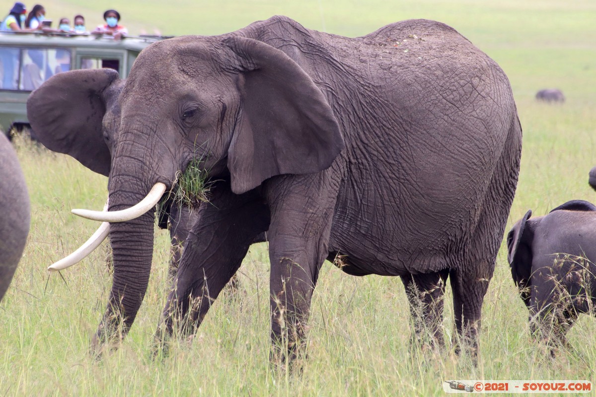 Masai Mara - Elephant
Mots-clés: geo:lat=-1.49364790 geo:lon=35.22286660 Talel geotagged KEN Kenya Narok animals Masai Mara Elephant