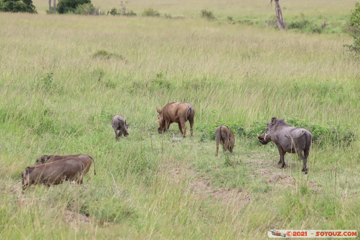 Masai Mara - Warthog
Mots-clés: geo:lat=-1.54141383 geo:lon=35.16515697 geotagged Keekorok KEN Kenya Narok animals Masai Mara Phacochere