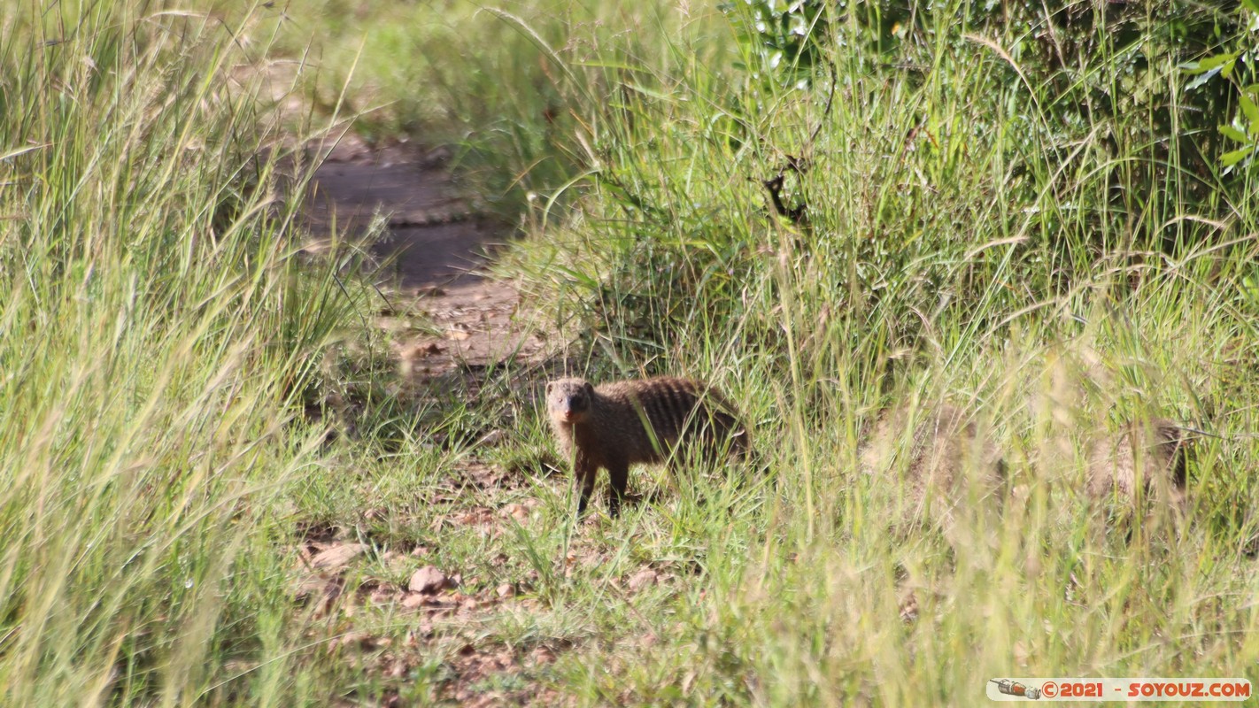 Masai Mara - Banded Mongoose
Mots-clés: geo:lat=-1.58428695 geo:lon=35.17325859 geotagged Keekorok KEN Kenya Narok animals Masai Mara Banded Mongoose Mangouste