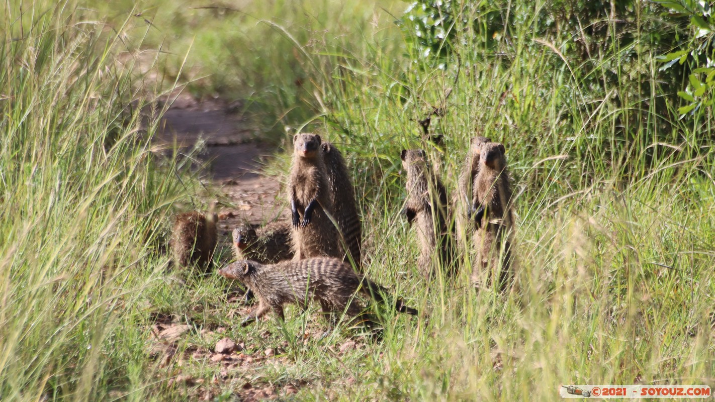 Masai Mara - Banded Mongoose
Mots-clés: geo:lat=-1.58428803 geo:lon=35.17327072 geotagged Keekorok KEN Kenya Narok animals Masai Mara Banded Mongoose Mangouste