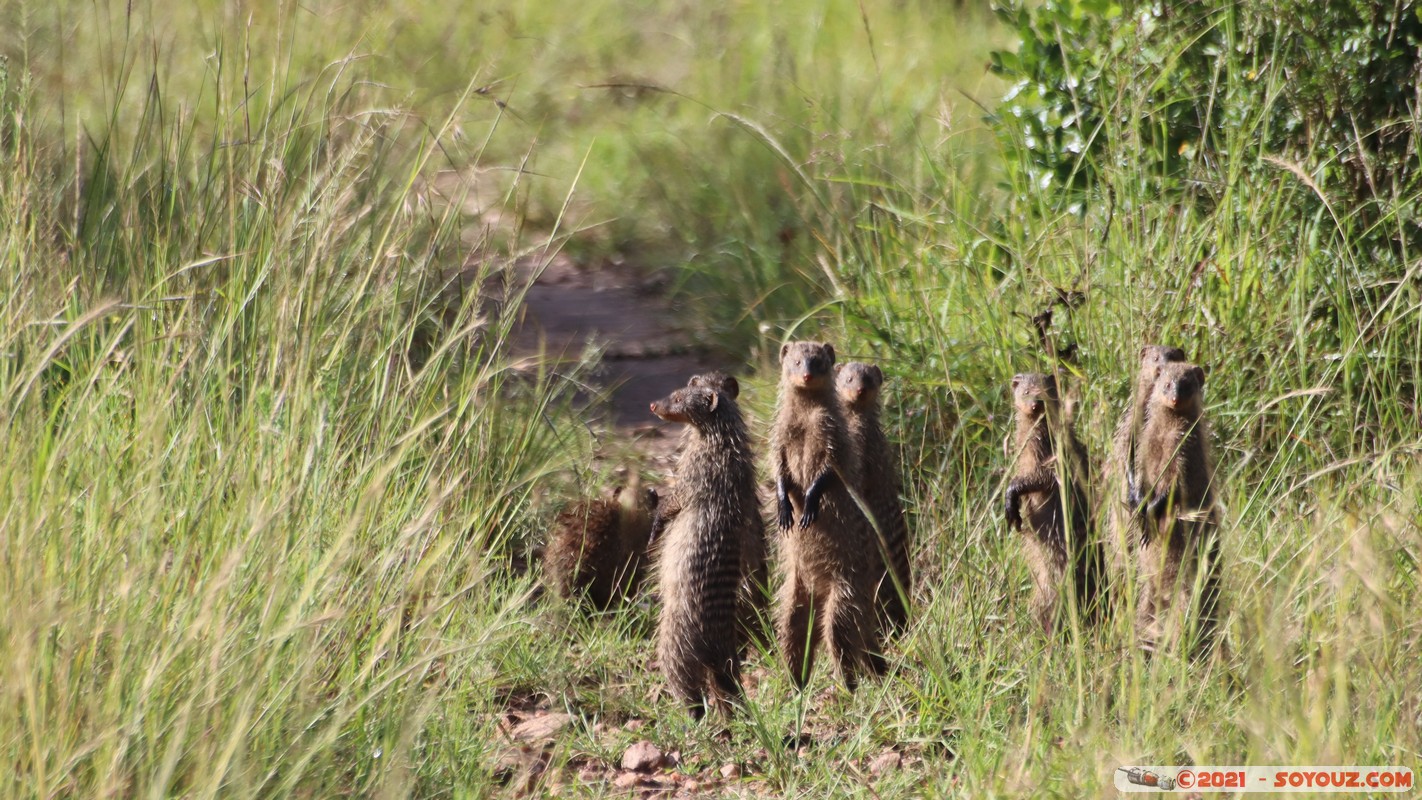 Masai Mara - Banded Mongoose
Mots-clés: geo:lat=-1.58428823 geo:lon=35.17327300 geotagged Keekorok KEN Kenya Narok animals Masai Mara Banded Mongoose Mangouste