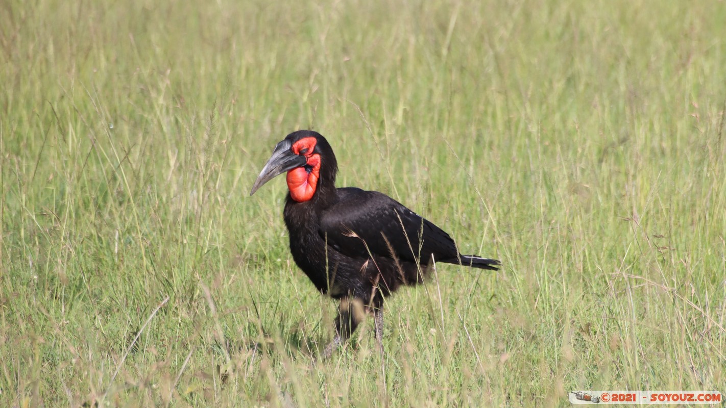 Masai Mara - Southern ground hornbill
Mots-clés: geo:lat=-1.58203571 geo:lon=35.18319176 geotagged Keekorok KEN Kenya Narok animals Masai Mara oiseau Southern ground hornbill