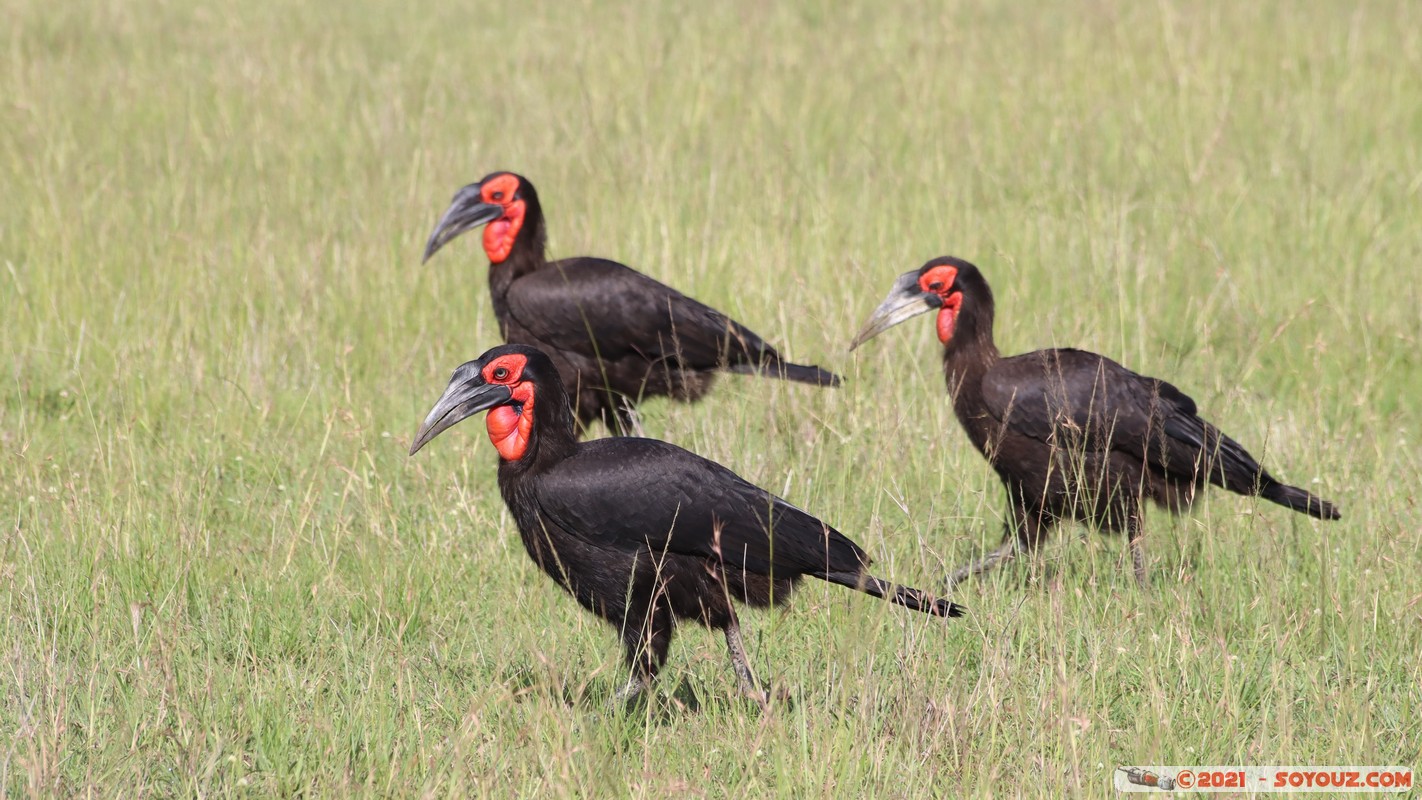 Masai Mara - Southern ground hornbill
Mots-clés: geo:lat=-1.58202157 geo:lon=35.18322852 geotagged Keekorok KEN Kenya Narok animals Masai Mara oiseau Southern ground hornbill