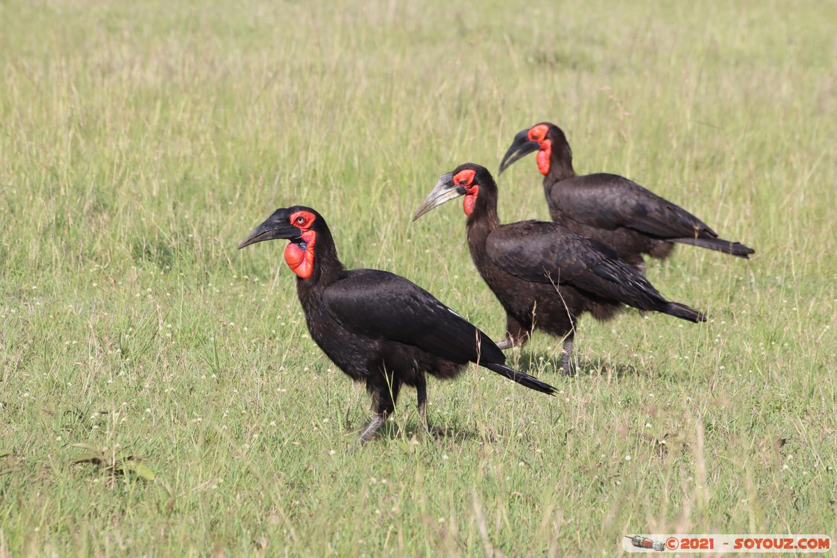 Masai Mara - Southern ground hornbill
Mots-clés: geo:lat=-1.58201686 geo:lon=35.18324077 geotagged Keekorok KEN Kenya Narok animals Masai Mara oiseau Southern ground hornbill