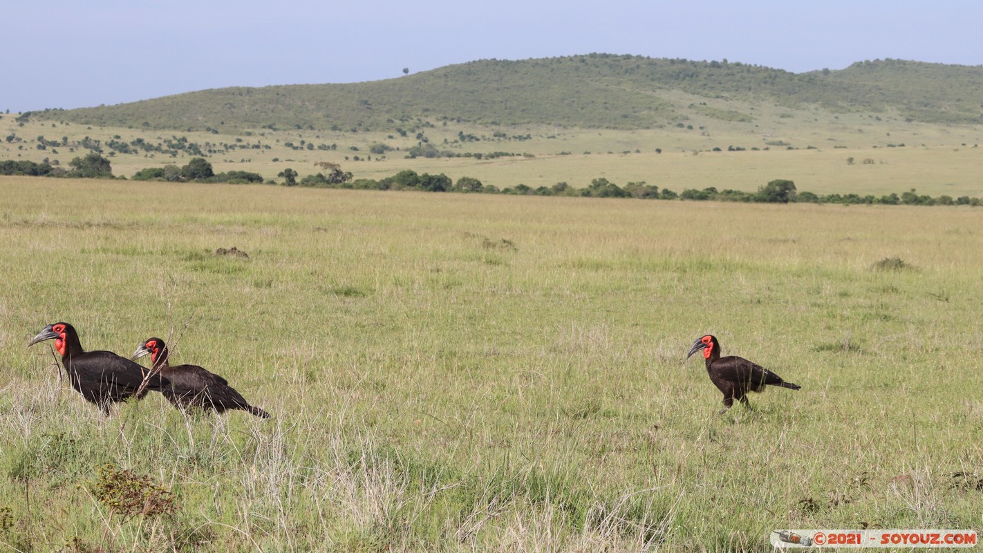 Masai Mara - Southern ground hornbill
Mots-clés: geo:lat=-1.58200945 geo:lon=35.18326002 geotagged Keekorok KEN Kenya Narok animals Masai Mara oiseau Southern ground hornbill