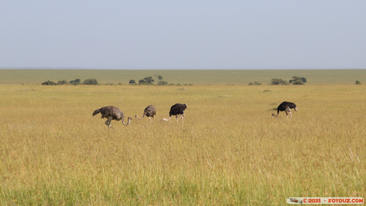 Masai Mara - Ostrich
Mots-clés: geo:lat=-1.57967851 geo:lon=35.19584434 geotagged Keekorok KEN Kenya Narok animals Masai Mara Autruche oiseau