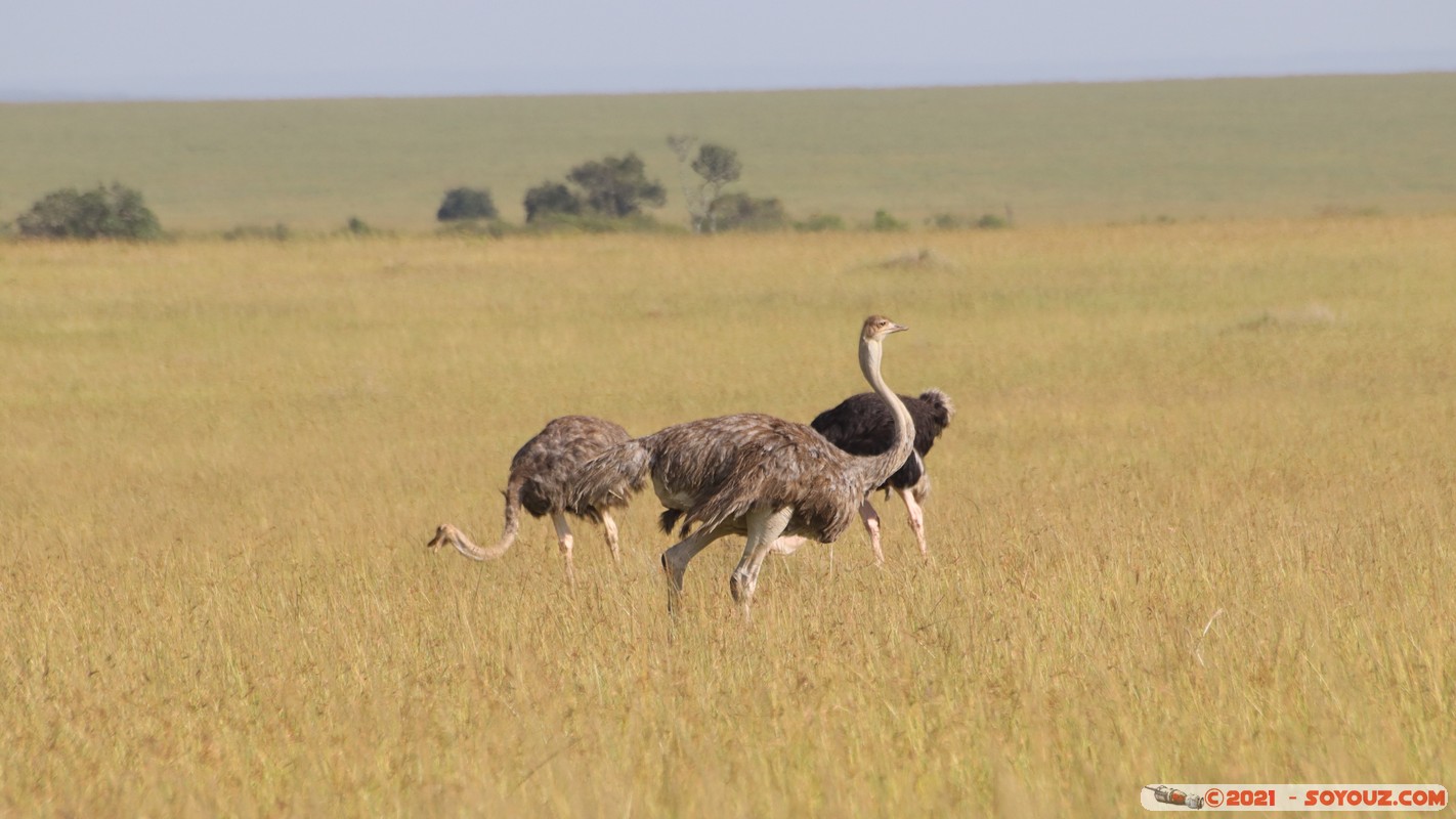 Masai Mara - Ostrich
Mots-clés: geo:lat=-1.57967649 geo:lon=35.19585133 geotagged Keekorok KEN Kenya Narok animals Masai Mara Autruche oiseau