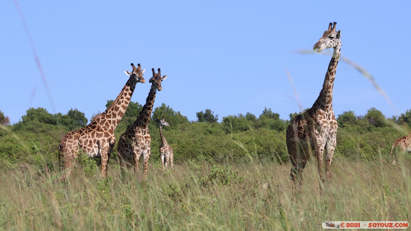 Masai Mara - Masai Giraffe
Mots-clés: geo:lat=-1.57021644 geo:lon=35.25954890 geotagged Keekorok KEN Kenya Narok animals Masai Mara Giraffe