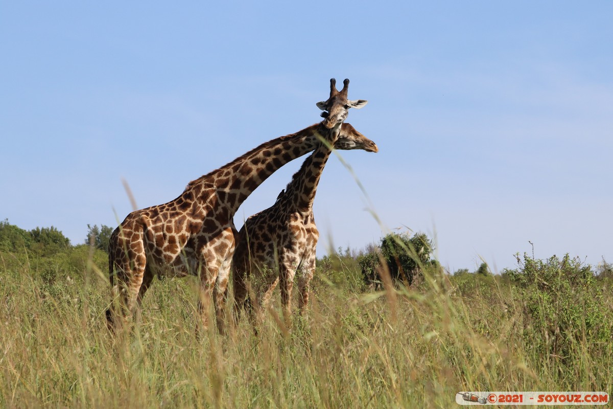 Masai Mara - Masai Giraffe
Mots-clés: geo:lat=-1.57020301 geo:lon=35.25956098 geotagged Keekorok KEN Kenya Narok animals Masai Mara Giraffe