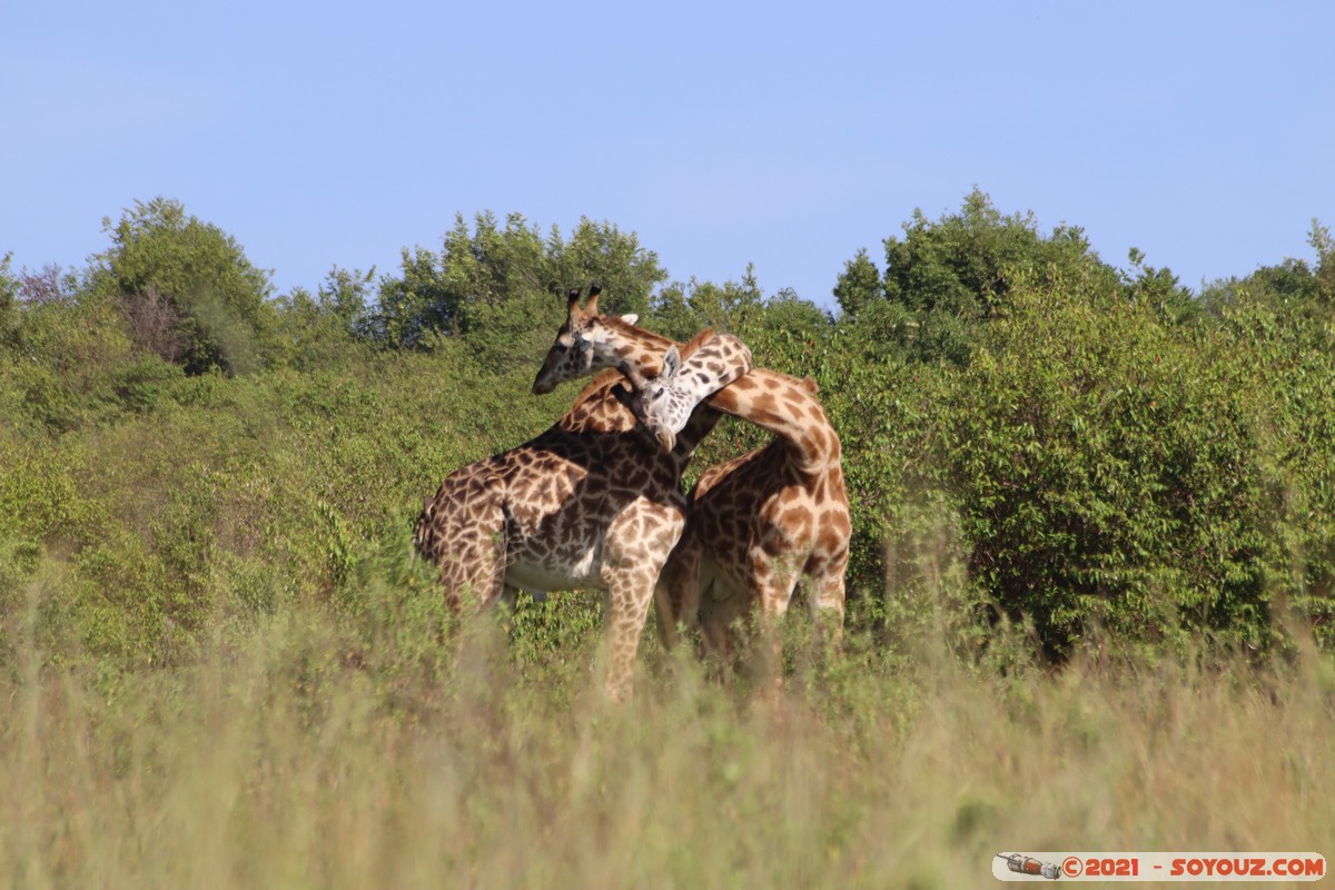 Masai Mara - Masai Giraffe
Mots-clés: geo:lat=-1.57019681 geo:lon=35.25956656 geotagged Keekorok KEN Kenya Narok animals Masai Mara Giraffe