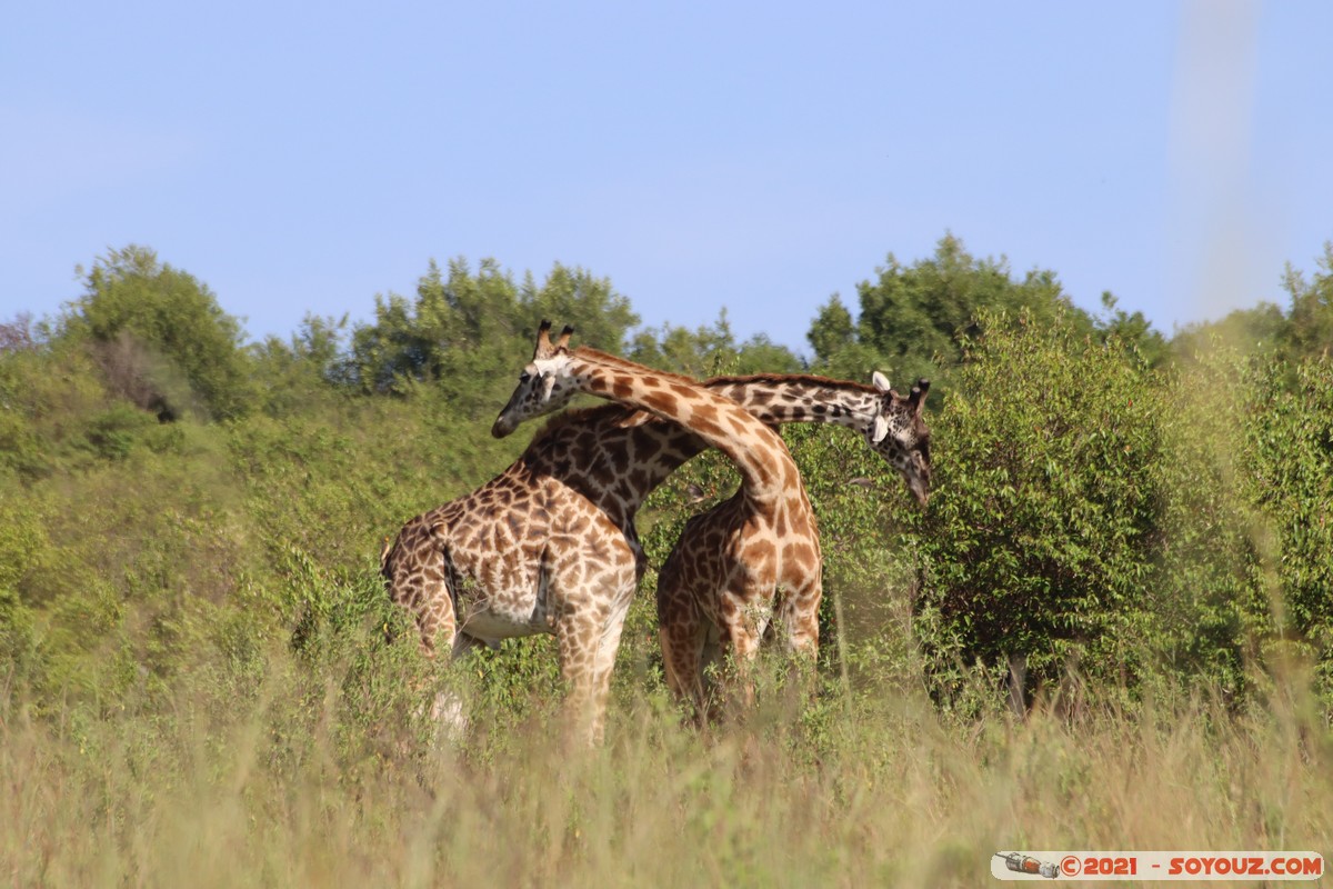 Masai Mara - Masai Giraffe
Mots-clés: geo:lat=-1.57019663 geo:lon=35.25956671 geotagged Keekorok KEN Kenya Narok animals Masai Mara Giraffe