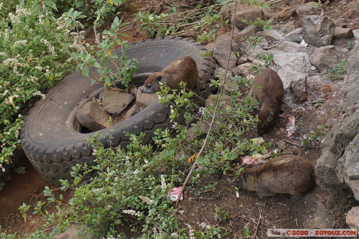 Jambo Scenic View - Rock hyrax
Mots-clés: geo:lat=-1.05612501 geo:lon=36.60284798 geotagged KEN Kenya Larkhill Nakuru Jambo Scenic View animals Rock hyrax