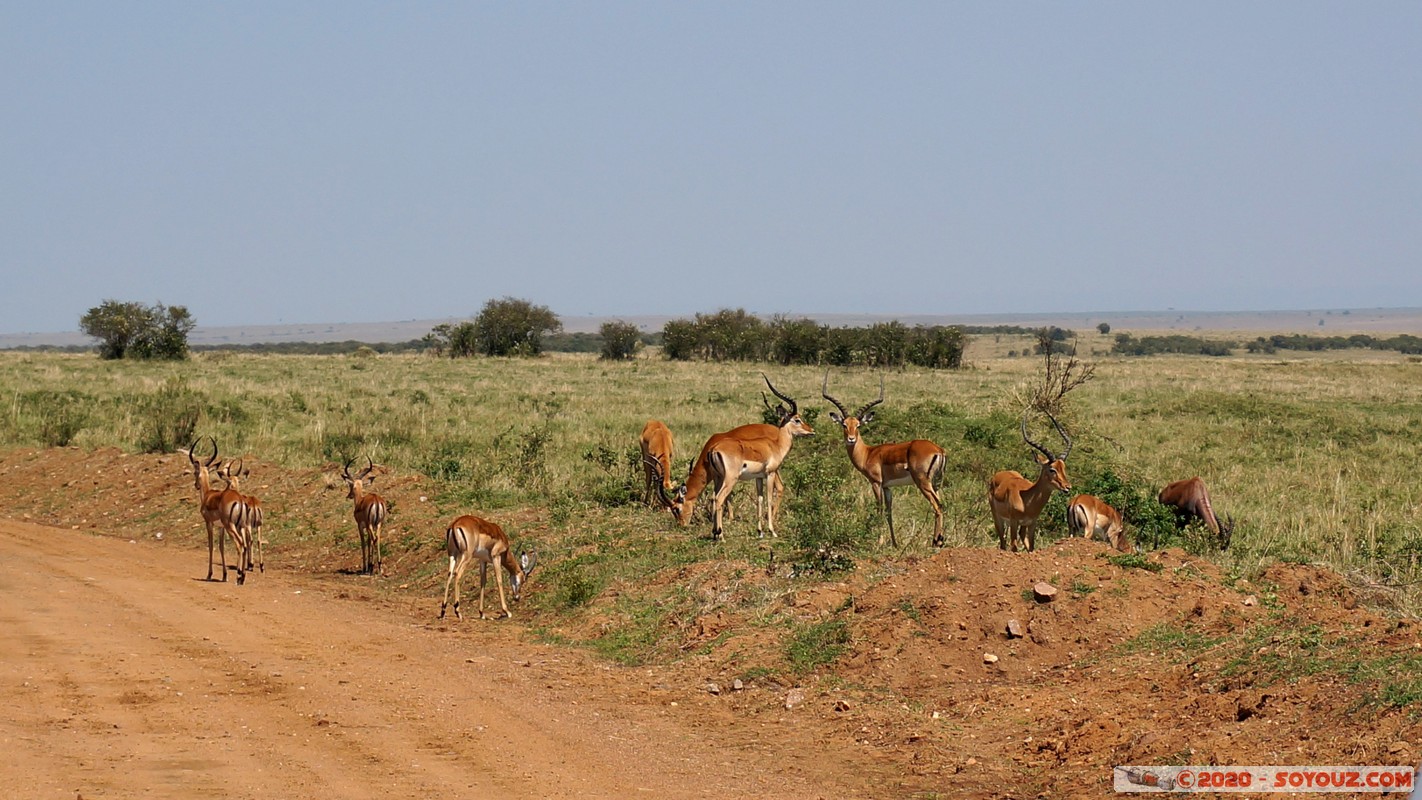 Masai Mara - Grant's Gazelle
Mots-clés: geo:lat=-1.58298542 geo:lon=35.24229505 geotagged Keekorok KEN Kenya Narok Masai Mara Grant's Gazelle animals