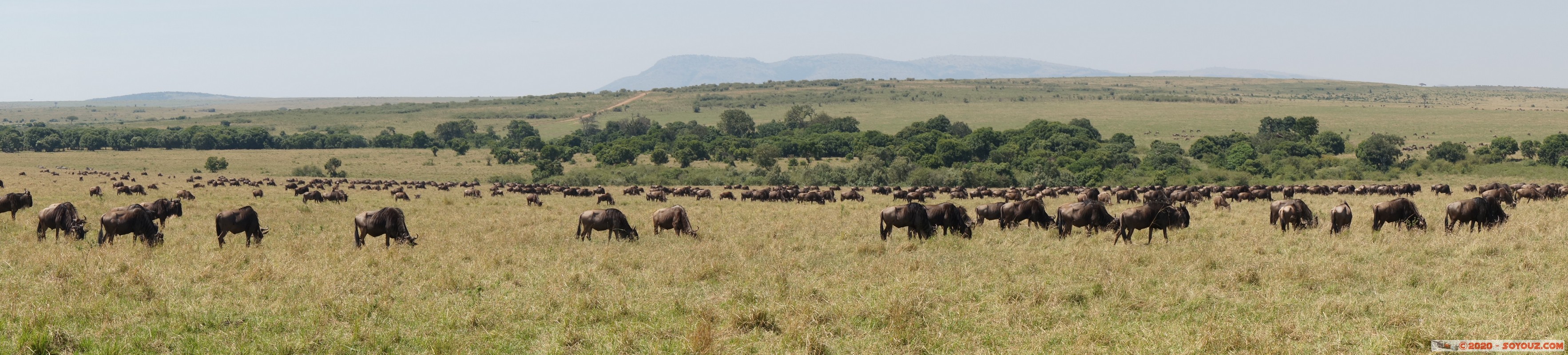 Masai Mara - Wildebeest (Gnou)
Mots-clés: geo:lat=-1.58298542 geo:lon=35.24229505 geotagged Keekorok KEN Kenya Narok Masai Mara Gnou Wildebeest panorama